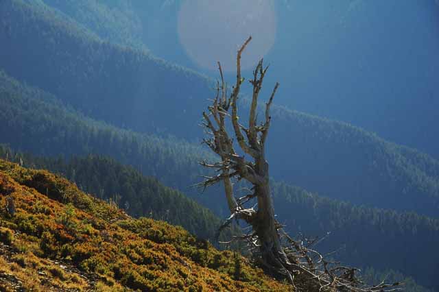 Hurricane Ridge